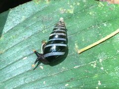 Zoniferella albobalteata