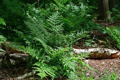 Dryopteris dilatata