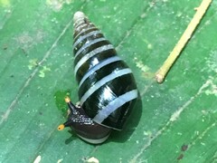 Zoniferella albobalteata