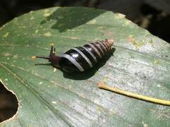 Zoniferella albobalteata