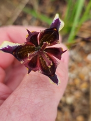 Moraea lurida