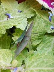 Atractomorpha lata