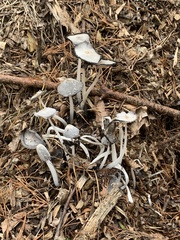 Coprinopsis lagopus