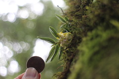 Gastrochilus matsudae