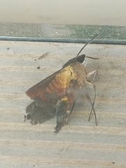 Macroglossum pyrrhosticta