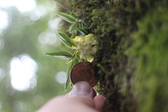 Gastrochilus matsudae
