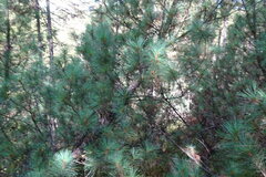 Pinus pumila