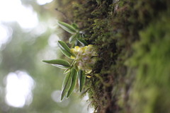 Gastrochilus matsudae
