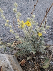 Verbascum undulatum