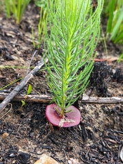 Leucadendron platyspermum