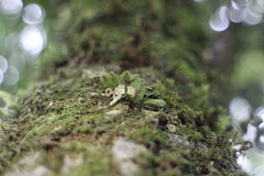 Gastrochilus ciliaris