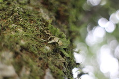 Gastrochilus ciliaris