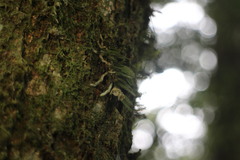 Gastrochilus ciliaris