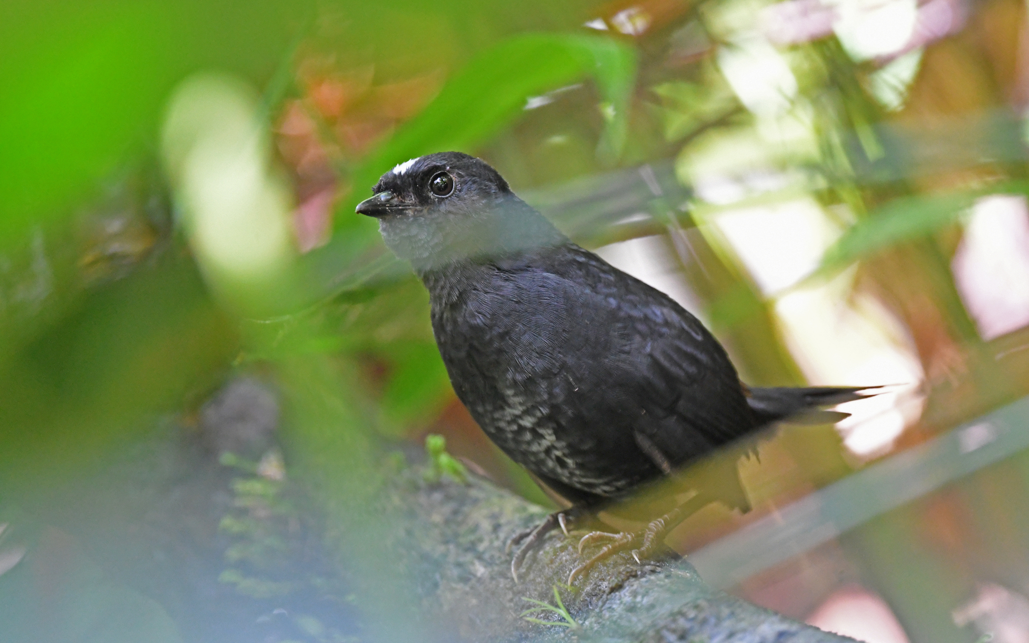 White-crowned Tapaculo (Scytalopus atratus), photo 9