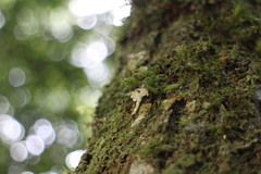 Gastrochilus ciliaris