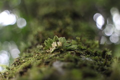 Gastrochilus ciliaris