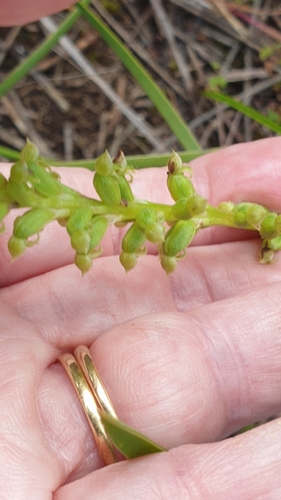 Image of Microtis arenaria by (c) Rosalie Lawrence, some rights reserved (CC BY)