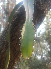 Hylocereeae