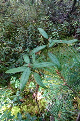 Rhododendron hypoleucum