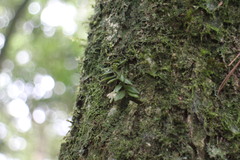 Gastrochilus ciliaris