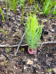 Leucadendron platyspermum