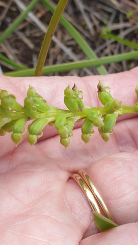 Image of Microtis arenaria by (c) Rosalie Lawrence, some rights reserved (CC BY)