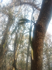 Hylocereeae