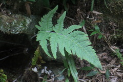 Aleuritopteris krameri