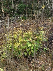 Jacobaea cannabifolia