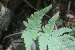 Aleuritopteris krameri