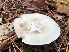 Clitocybe robusta