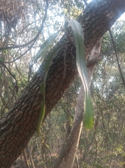 Hylocereeae