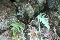 Aleuritopteris krameri