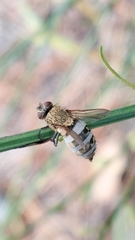 Entomophthora