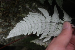 Aleuritopteris krameri