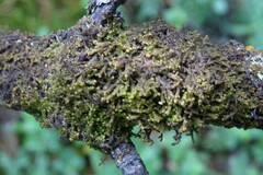 Ptilidium pulcherrimum