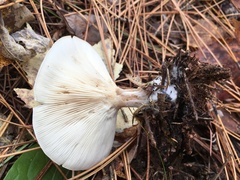 Clitocybe robusta