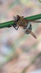 Entomophthora