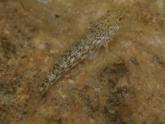 Bathygobius cocosensis