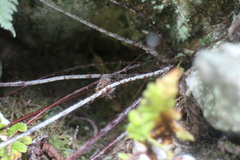 Aleuritopteris krameri