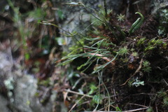 Asplenium septentrionale