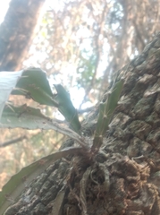 Hylocereeae