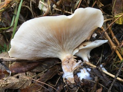 Clitocybe robusta