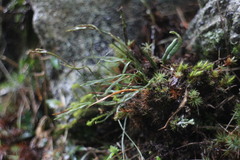 Asplenium septentrionale