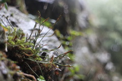 Asplenium septentrionale