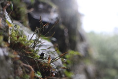 Asplenium septentrionale