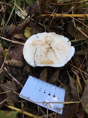 Clitocybe robusta