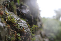 Asplenium septentrionale