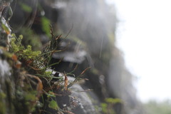 Asplenium septentrionale