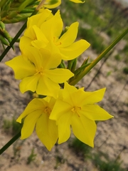 Bobartia